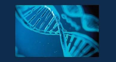 Il-gene-del-diritto-e1508223962591