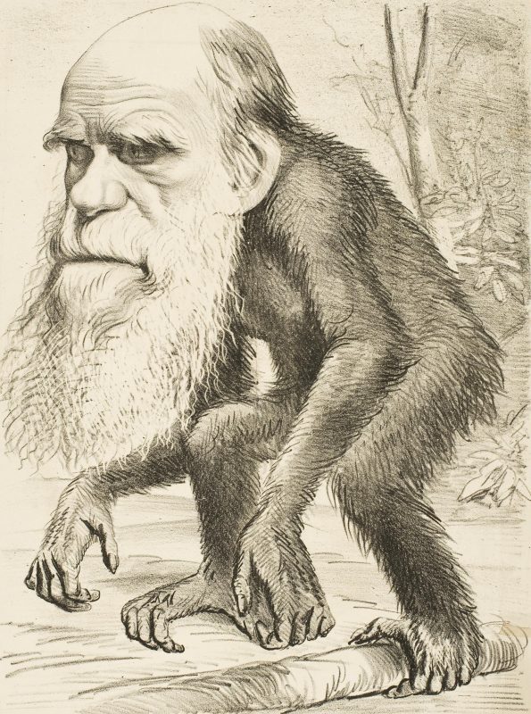 Darwin_ape