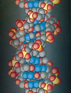 dna